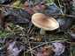 Fenyő-pereszke (Tricholoma terreum), Budai-hegység
